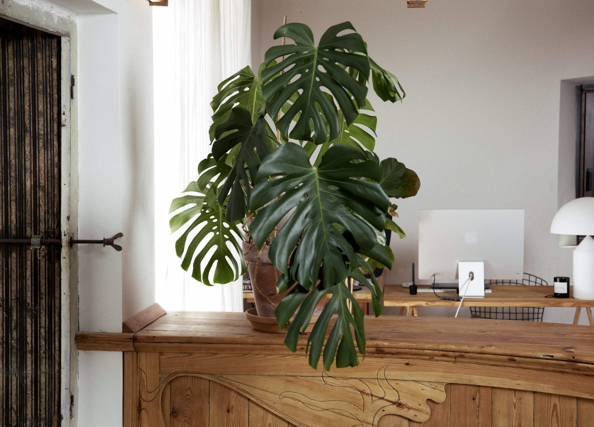 Planta de monstera junto a escritorio de madera en oficina moderna